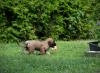 images/T-Wurf/T-Wurf Wo 10/3S8A3198-Bearbeitet Kopie.jpg